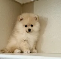 Leo, a male Pomeranian for sale in Tempe, AZ – Photo 4 of 5