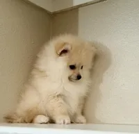 Leo, a male Pomeranian for sale in Tempe, AZ – Photo 5 of 5