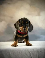 Pedro, a male Miniature Dachshund for sale in Denver, CO – 2 of 3