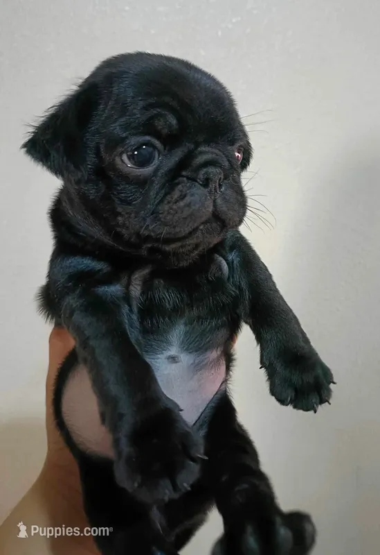 Shadow – Pug puppy for sale in Denver, CO