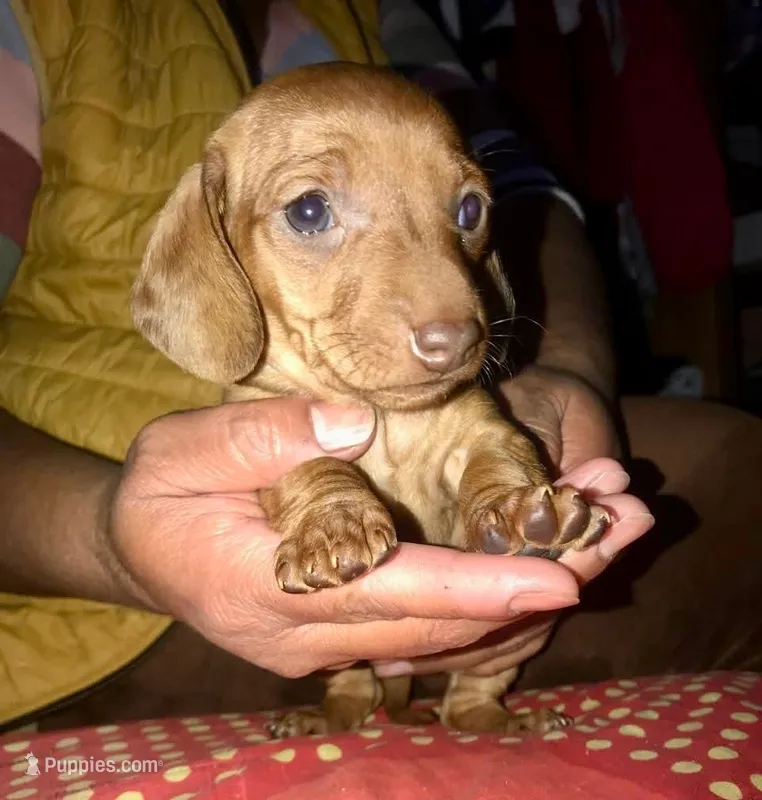 Theo – Miniature Dachshund puppy for sale in Denver, CO