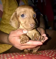 Theo, a male Miniature Dachshund for sale in Denver, CO – 1 of 1