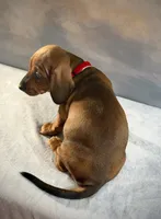 Niko, a male Miniature Dachshund for sale in Denver, CO – 3 of 3