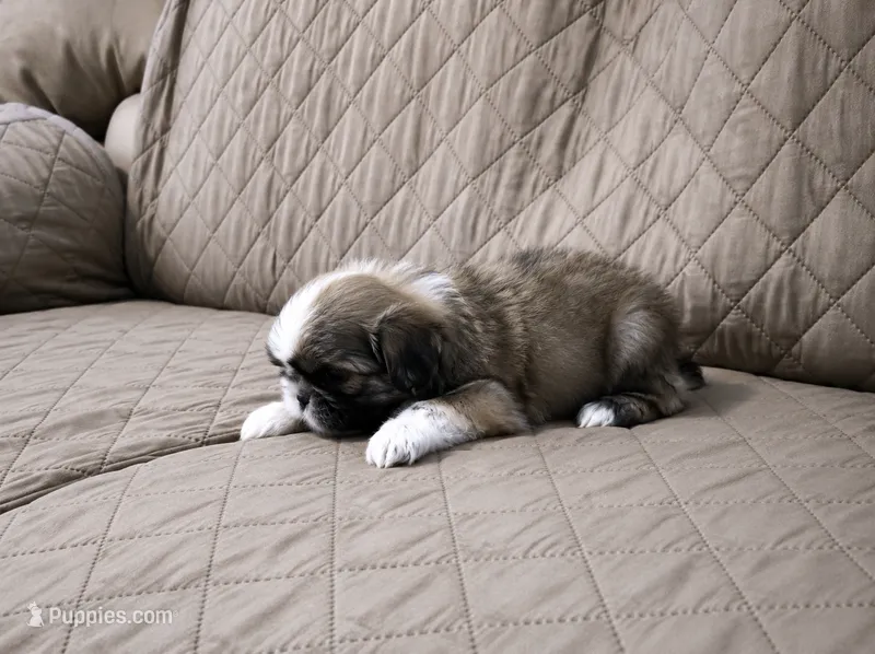 Bella – Shih Tzu puppy for sale in Lone Tree, CO