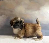 Pedro, a male Shih Tzu for sale in Lone Tree, CO – 4 of 5