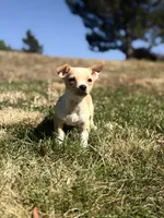 Wero, a male Chihuahua for sale in Denver, CO – 6 of 6