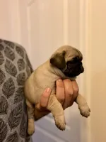 Rosie, a female Pug for sale in Denver, CO – 2 of 2