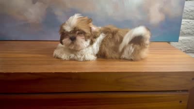Lily, a female Shih Tzu for sale in Lone Tree, CO – 5 of 5