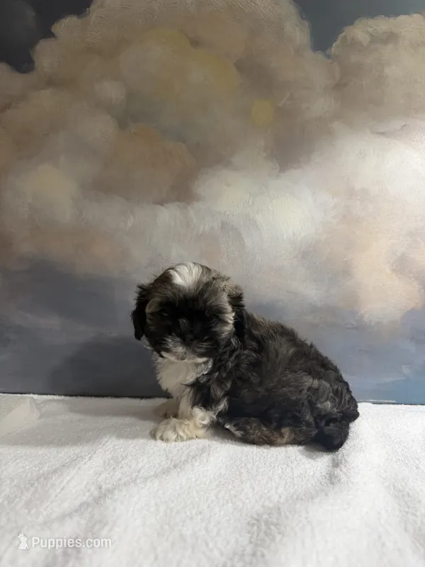 Leo – Shih Tzu puppy for sale in Lone Tree, CO
