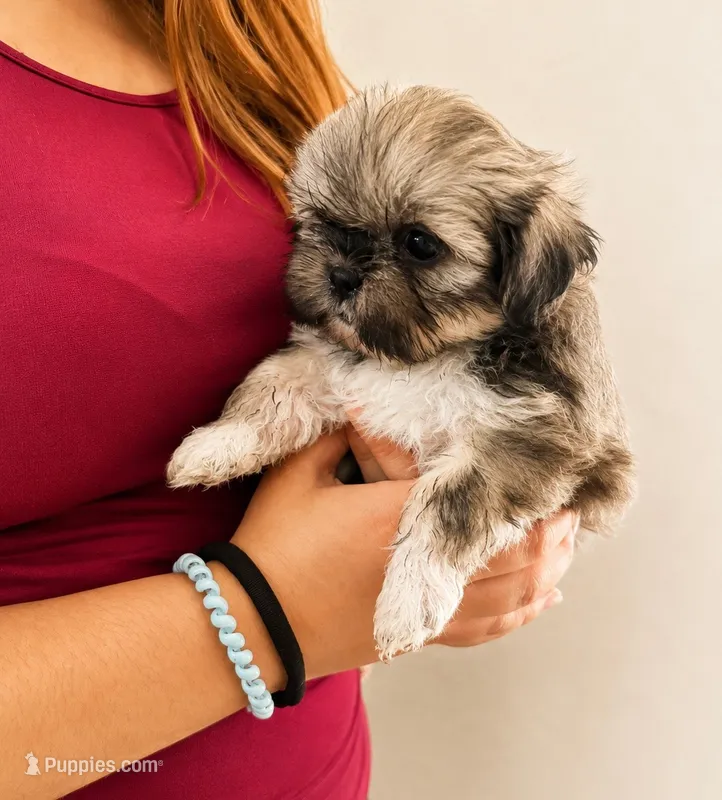 Teddy – Shih Tzu puppy for sale in Lone Tree, CO