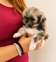 Teddy, a male Shih Tzu for sale in Lone Tree, CO – 1 of 1