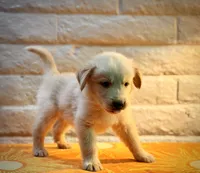 Teddy, a male Golden Retriever for sale in Chandler, AZ – 2 of 3