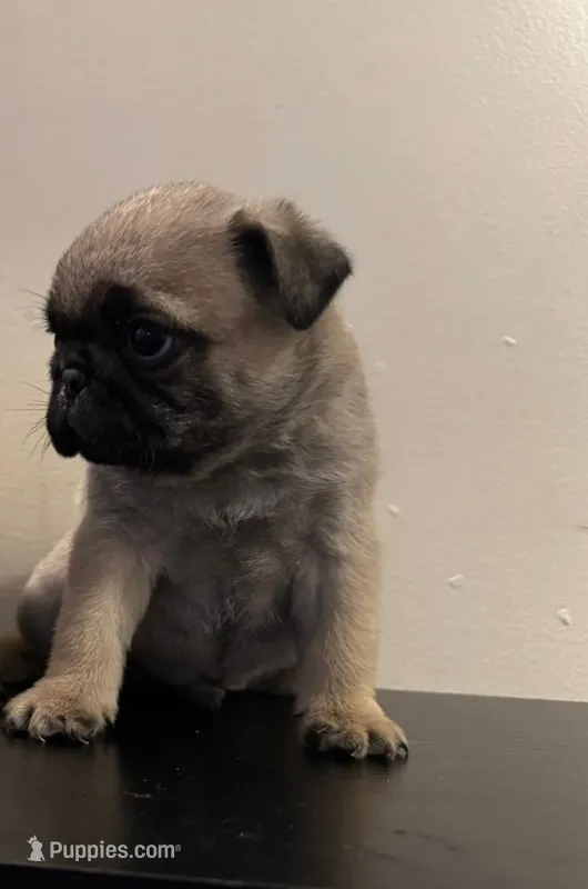 Cooper – Pug puppy for sale in Denver, CO