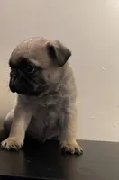 Cooper, a male Pug for sale in Denver, CO – 1 of 3
