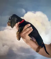 Winnie, a female Miniature Dachshund for sale in Denver, CO – 2 of 4