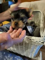 Bobby Joe, a male Yorkshire Terrier for sale in Bosworth, MO – 3 of 4