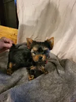 Anna Belle , a female Yorkshire Terrier for sale in Bosworth, MO – 2 of 4