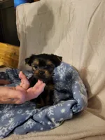 Lucy Belle , a female Yorkshire Terrier for sale in Bosworth, MO – 3 of 6