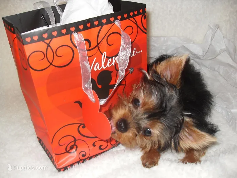Lucy Belle  – Yorkshire Terrier puppy for sale in Bosworth, MO