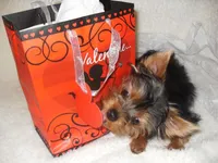 Lucy Belle , a female Yorkshire Terrier for sale in Bosworth, MO – Photo 1 of 4
