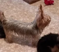 Lucy Belle , a female Yorkshire Terrier for sale in Bosworth, MO – Photo 2 of 4