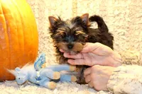 Lucy Belle , a female Yorkshire Terrier for sale in Bosworth, MO – Photo 3 of 4