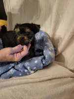Lucy Belle , a female Yorkshire Terrier for sale in Bosworth, MO – 2 of 6