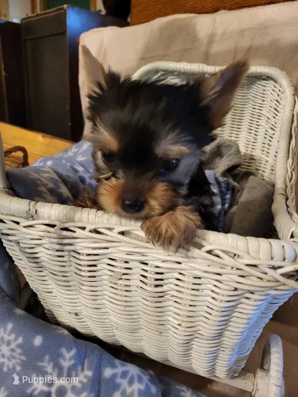 Bobby Joe – Yorkshire Terrier puppy for sale in Bosworth, MO