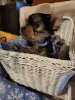 Bobby Joe, a male Yorkshire Terrier for sale in Bosworth, MO – 2 of 4