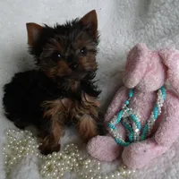 Anna Belle , a male Yorkshire Terrier for sale in Bosworth, MO – Photo 1 of 3