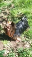 Anna Belle , a male Yorkshire Terrier for sale in Bosworth, MO – Photo 3 of 3