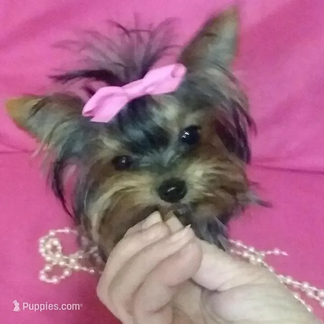 Anna Belle  – Yorkshire Terrier puppy for sale in Bosworth, MO