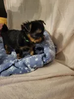 Lucy Belle , a female Yorkshire Terrier for sale in Bosworth, MO – 4 of 6