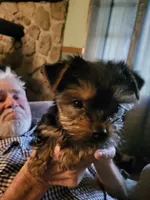 Lucy Belle , a female Yorkshire Terrier for sale in Bosworth, MO – 1 of 6