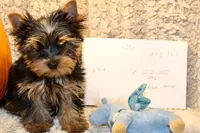 Bobby Joe, a male Yorkshire Terrier for sale in Bosworth, MO – Photo 2 of 3