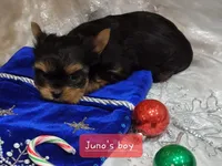 Bobby Joe, a male Yorkshire Terrier for sale in Bosworth, MO – Photo 3 of 3
