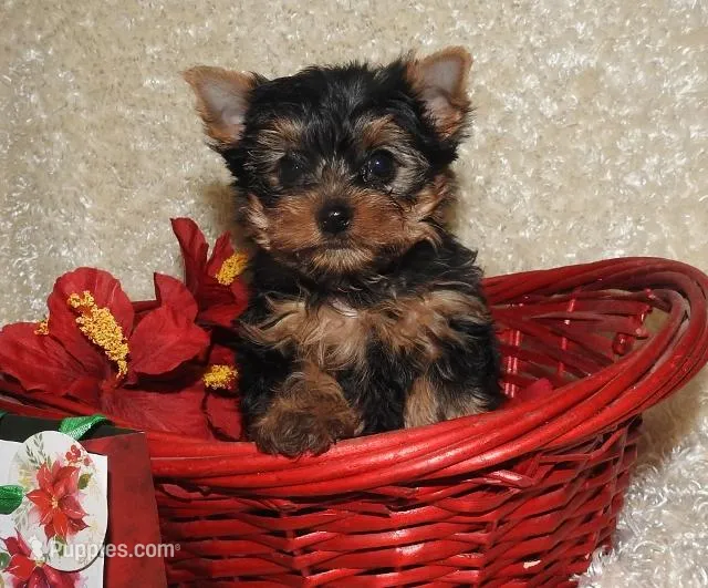 Bobby Joe – Yorkshire Terrier puppy for sale in Bosworth, MO