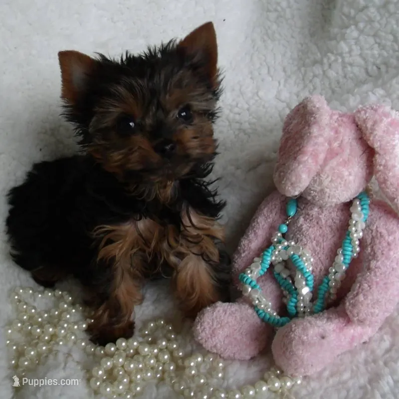 Bobby Joe, a male Yorkshire Terrier for sale in Bosworth, MO – Photo 1 of 3