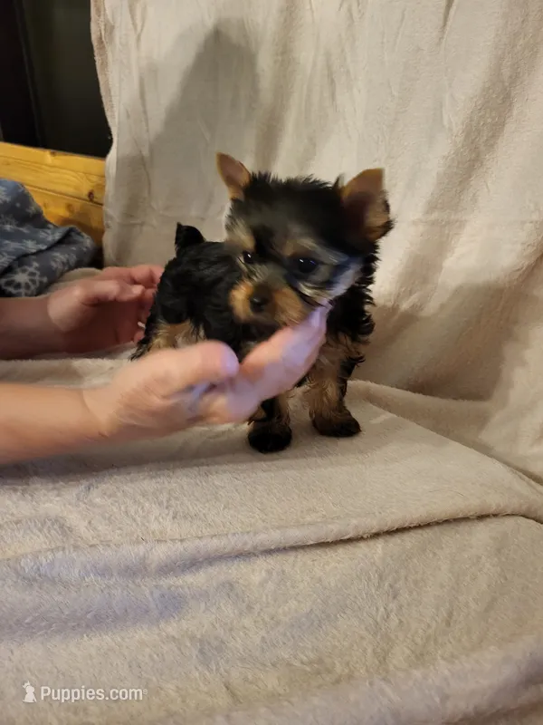 Anna Belle  – Yorkshire Terrier puppy for sale in Bosworth, MO
