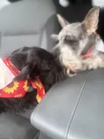 Puppy , a female Miniature Schnauzer for sale in Port Huron, MI – 2 of 3