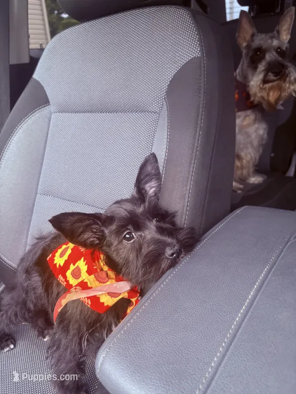 Puppy  – Miniature Schnauzer puppy for sale in Port Huron, MI