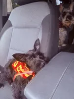 Puppy , a female Miniature Schnauzer for sale in Port Huron, MI – 3 of 3