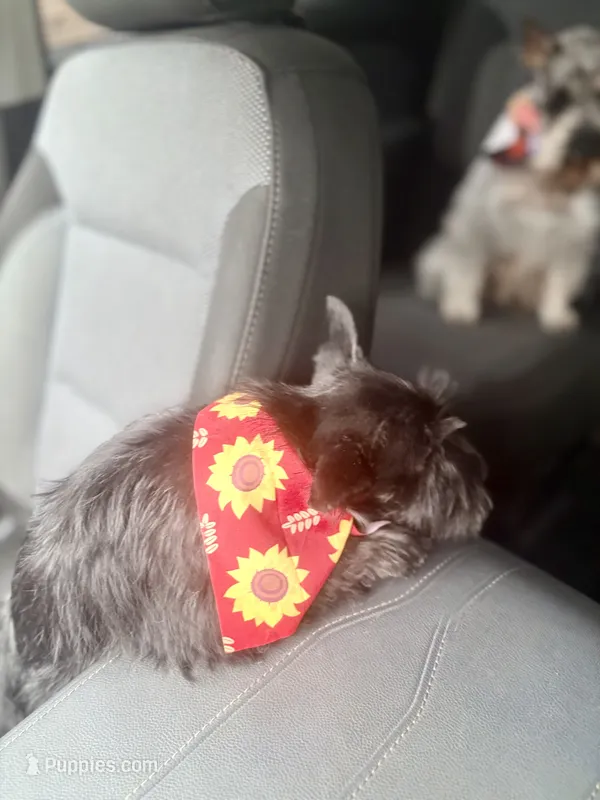 Puppy  – Miniature Schnauzer puppy for sale in Port Huron, MI