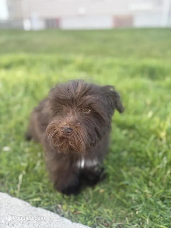Puppy – Miniature Schnauzer puppy for sale in Port Huron, MI