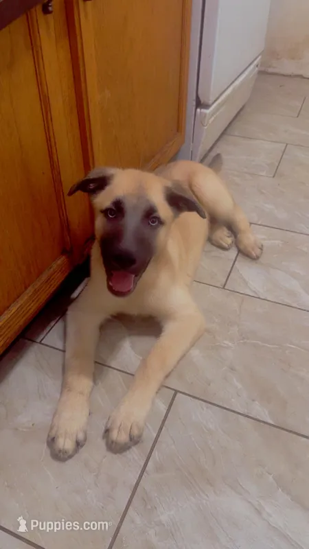 Kratos – Belgian Malinois, Siberian Husky puppy for sale in Chicago, IL