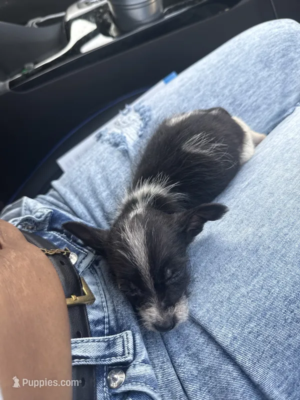 Simba – Chipoo puppy for sale in West Chester, PA