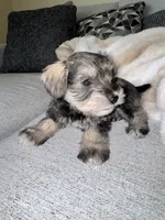 Number Two, a male Miniature Schnauzer for sale in Alexandria, VA – 1 of 1