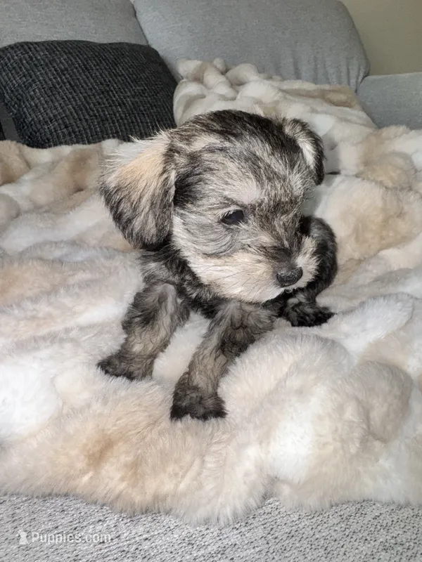 Bear – Miniature Schnauzer puppy for sale in Alexandria, VA
