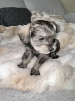 Bear, a male Miniature Schnauzer for sale in Alexandria, VA – 1 of 1