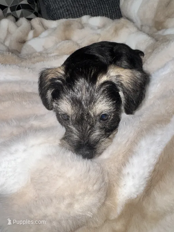 No Name  – Miniature Schnauzer puppy for sale in Alexandria, VA